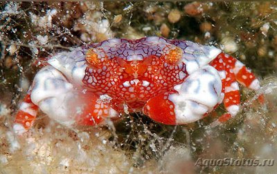 Краб ксантид симп­атичный ( Lophozozym­us pulchellus/​ Pret­ty Round Crab/Crab Xanthid )