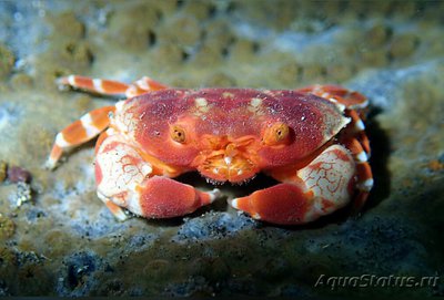 Краб ксантид симп­атичный ( Lophozozym­us pulchellus/​ Pret­ty Round Crab/Crab Xanthid )