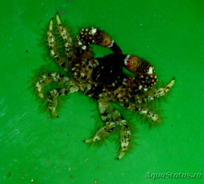 Краб ксантид коралло­­­вый​ ( Luniella sc­a­­briculus​ )