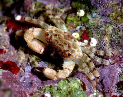 Краб ксантид коралло­­­вый​ ( Luniella sc­a­­briculus​ )
