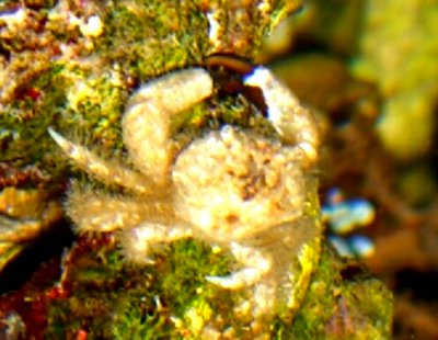 Краб ксантид коралло­­­вый​ ( Luniella sc­a­­briculus​ )