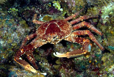 Краб-паук вест-индийский ( Maguimith­rax spinosissimus )