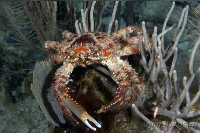 Краб-паук вест-индийский ( Maguimith­rax spinosissimus )