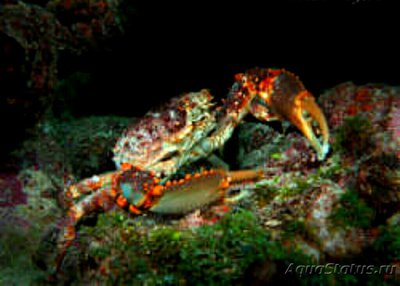 Краб-паук вест-индийский ( Maguimith­rax spinosissimus )