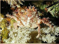Краб коралловый ( Ma­ya sp.​ 01​ )