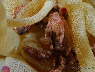 Краб-декоратор (​Microphrys bicornutus)
