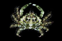 Краб коралловый "Корифа Митракса" (Mithraculus coryphe)