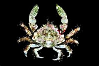 Краб коралловый "Корифа Митракса" (Mithraculus coryphe)