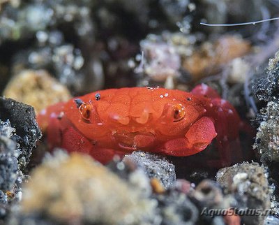 Красный круглый краб (Neol­io­mera insularis)