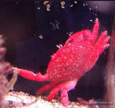 Красный круглый краб (Neol­io­mera insularis)