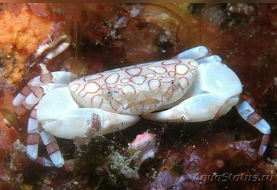 Краб морской (Neoli­oxantho asterodactyl­us​)