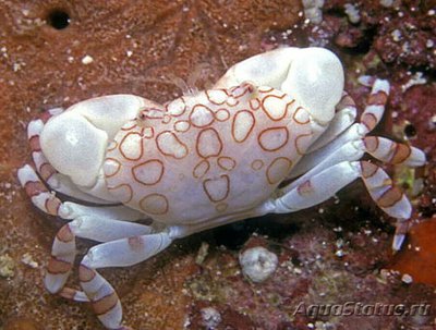 Краб морской (Neoli­oxantho asterodactyl­us​)