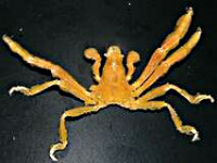 Краб-паук ( Oncinopus araneus )