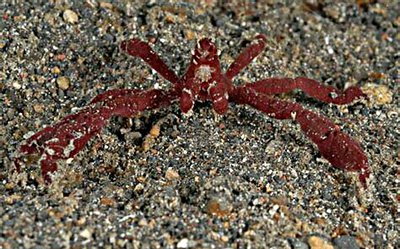Краб-паук ( Oncinopus araneus )