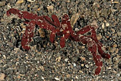 Краб-паук ( Oncinopus araneus )