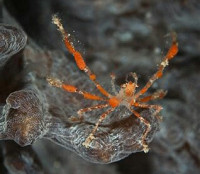 Краб-паук ( Oncinopus araneus )