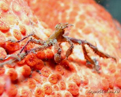 Краб "Онцинопус Не­­птун" ( Oncinopus neptunus )