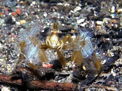 Краб орангутанг ( Oncinopus sp. )