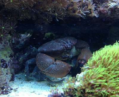 Краб каменный ( Ozius rugulosus )