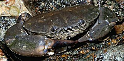 Краб каменный ( Ozius rugulosus )