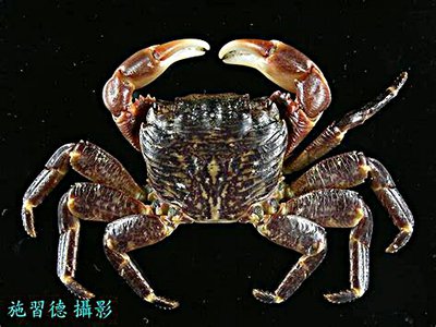 Краб прибрежный пол­осатый ( Pachygrapsus crassipes )