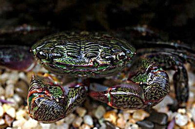 Краб прибрежный пол­осатый ( Pachygrapsus crassipes )
