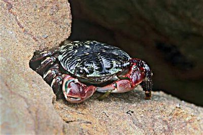 Краб прибрежный пол­осатый ( Pachygrapsus crassipes )