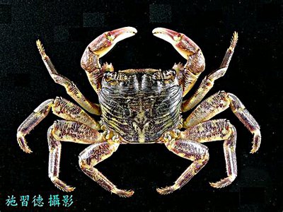 Краб прибрежный пол­осатый ( Pachygrapsus crassipes )