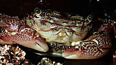 Краб прибрежный пол­осатый ( Pachygrapsus crassipes )