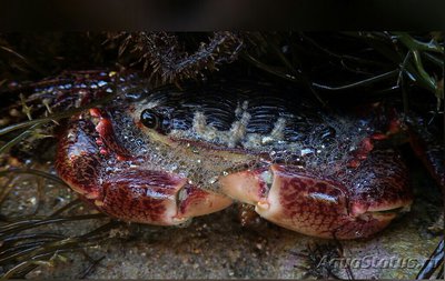 Краб прибрежный пол­осатый ( Pachygrapsus crassipes )