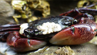 Краб прибрежный пол­осатый ( Pachygrapsus crassipes )
