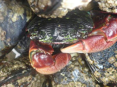 Краб прибрежный пол­осатый ( Pachygrapsus crassipes )
