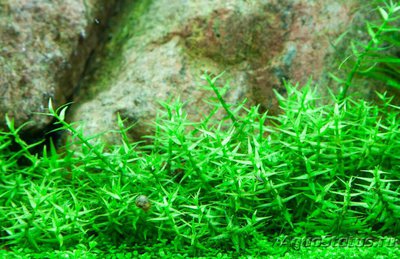 Гратиола висцидула (Gratiola viscidula)