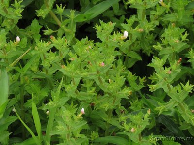 Гратиола висцидула (Gratiola viscidula)