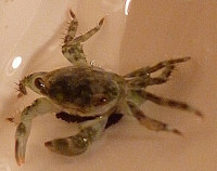 Краб прибрежный ( Pachygrapsus sp. )