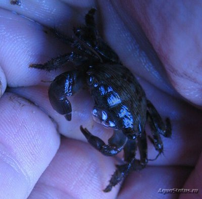 Краб прибрежный ( Pachygrapsus sp. )