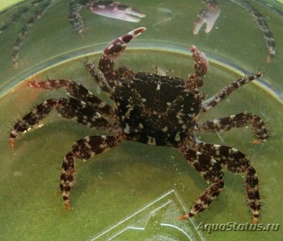 Краб гоночный ( Pac­hygrapsus sp.​ 01 )