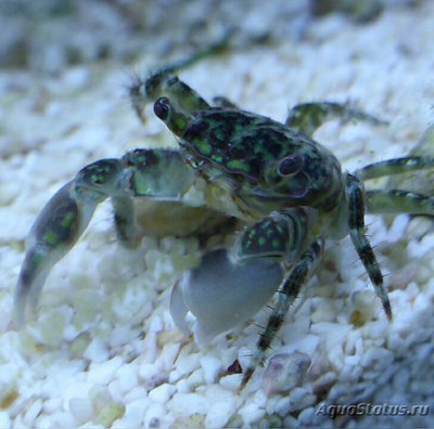 Краб приливной ( Pachygrapsus sp.​ 02 )
