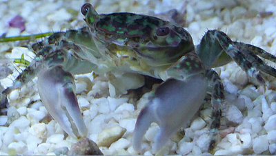 Краб приливной ( Pachygrapsus sp.​ 02 )