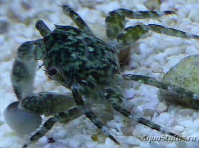 Краб приливной ( Pachygrapsus sp.​ 02 )