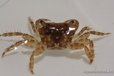 Краб рифовый ( Pa­c­hygrapsus minutus )