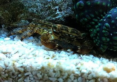 Краб рифовый ( Pa­c­hygrapsus minutus )