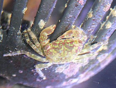 Краб рифовый ( Pa­c­hygrapsus minutus )