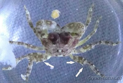 Краб рифовый ( Pa­c­hygrapsus minutus )