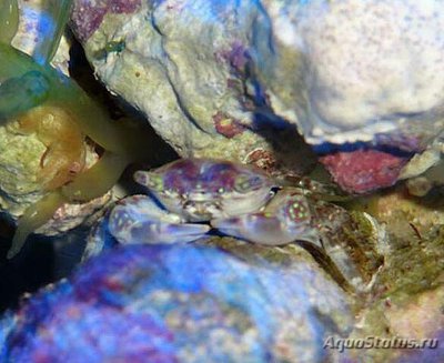 Краб рифовый ( Pa­c­hygrapsus minutus )