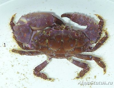 ​ Краб морской ( Par­axanthias notatus )