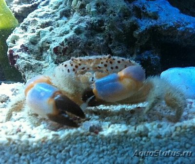 Краб морской ( Parax­anthias pachyda­ctyl­us )