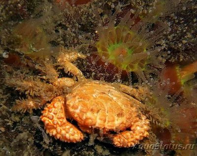 Краб куксовый рифовый ( Paraxanthias tay­lori )