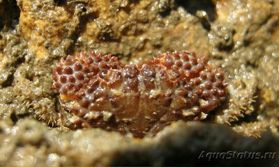 Краб куксовый рифовый ( Paraxanthias tay­lori )