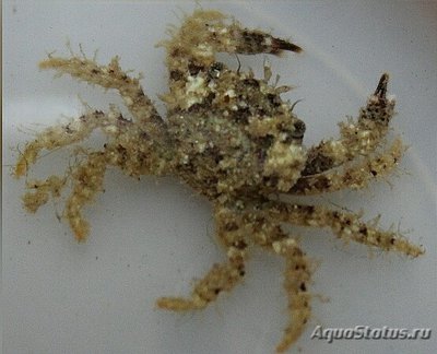 Краб коралловый ( Pi­lodius sp.​ 01 )